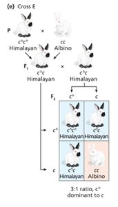 Cross F: Chinchilla x Himalayan