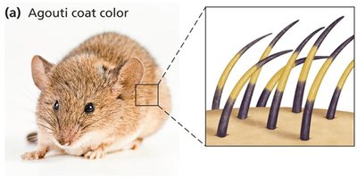 Himalayan rabbit: temperature-sensitive mutation