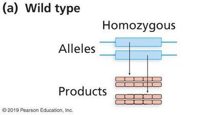 Wild-type allele expression