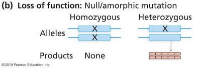 Null mutation: loss of function