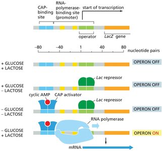Lac operon regulation with glucose and lactose