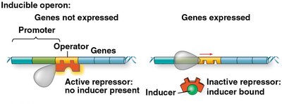 Trp operon structure and regulation