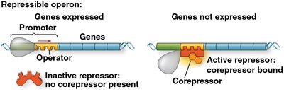 Repressible operon mechanism