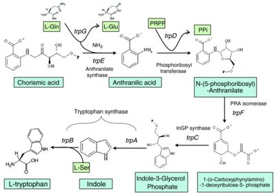 Attenuation mechanism in trp operon
