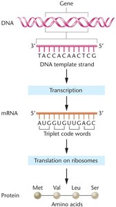 DNA as genetic material