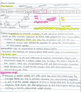 Handwritten trp operon notes