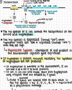 Handwritten trp operon regulation notes