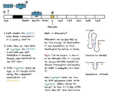 Attenuation in the trp operon
