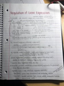 Regulation of gene expression: lac operon diagram