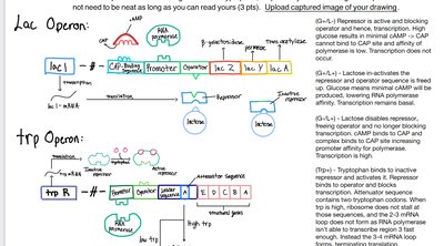 Central dogma: DNA to RNA to protein