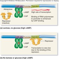 CAP and cAMP regulation of lac operon