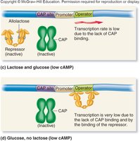CAP and cAMP regulation under different conditions