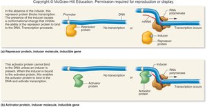 Inducible and repressible gene regulation