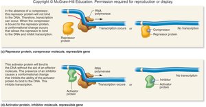 Inducible and repressible gene regulation pt. 2
