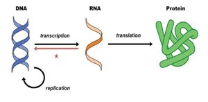 DNA to RNA to Protein diagram