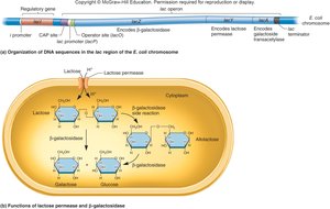lac operon structure and function