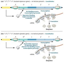 Mutant lac operon expression diagrams