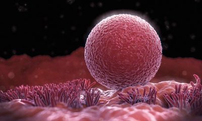 Human egg cell