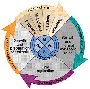 Mitosis process
