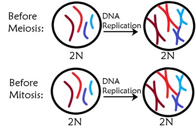 Metaphase alignment