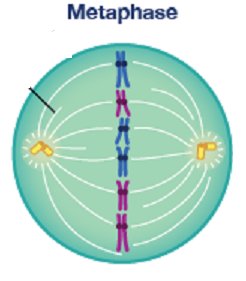Spindle and microtubules