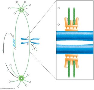Spindle and kinetochore structure