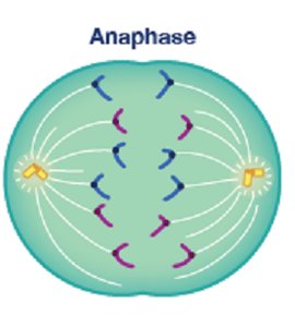 Anaphase separation