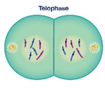 Telophase and cytokinesis