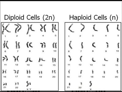 Diploid vs Haploid karyotype