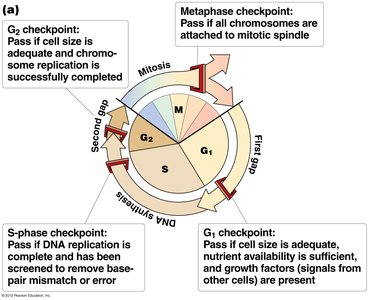 Cell cycle checkpoints