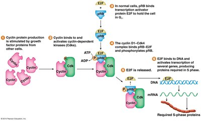 S-phase protein production