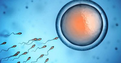 Meiosis overview