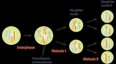 Meiosis I stages