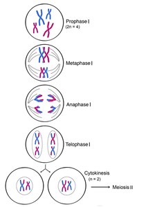 Meiosis II stages
