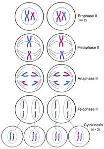 Meiosis and genetic diversity