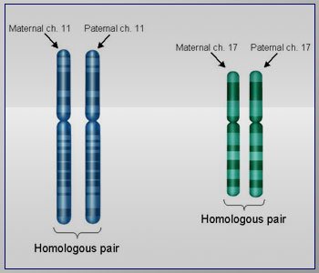 Homologous chromosome pairs