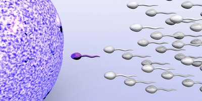 Sperm approaching egg
