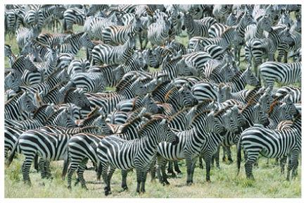 A large population of zebras illustrating population structure