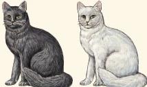 Black and white cats for genotype frequency calculation