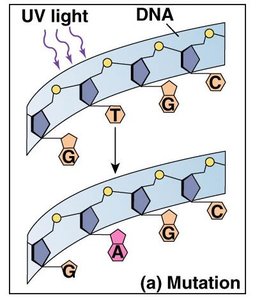 Mutation mechanism