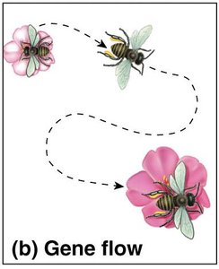 Gene flow mechanism