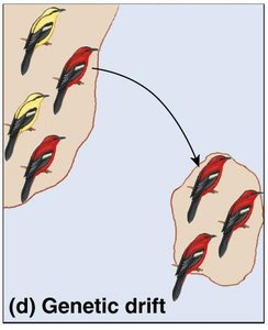 Genetic drift mechanism