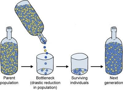 Bottleneck effect illustration