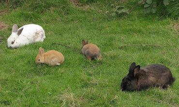 Genetic variants (coat color) in rabbits