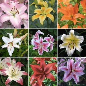 Genetic variants (leaf pattern) in lilies