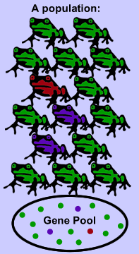 Gene pool illustration with frogs
