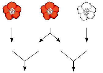 Genotype and allele frequency calculation in flowers