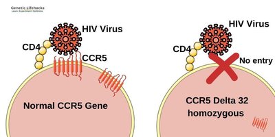 CCR5 gene and HIV resistance
