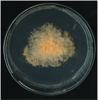 Colony of Neurospora crassa showing poky mutant