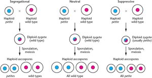 Diagram of segregational, neutral, and suppressive petite inheritance in yeast